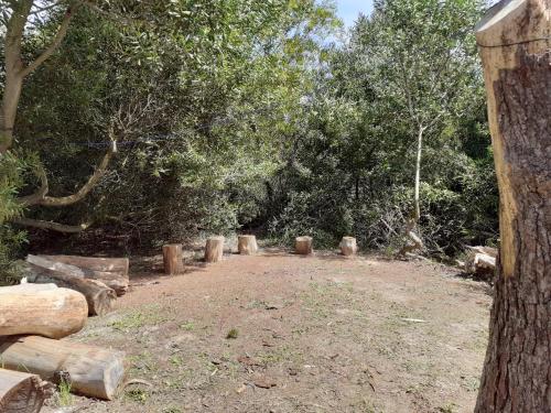 a field with trees and a bunch of logs at calle 11 y 24 santa ana containers in Cuchilla Alta