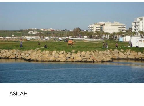 a cow standing in a field next to a body of water at TANGER/ASILAH: APPART 50m2 FACE MER ET PISCINES, 5 PLACES, TOUT ÉQUIPÉ+WIFI+CLIM in Briech