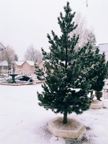 a christmas tree in a pot in the snow at Pid Yavorom in Ivano-Frankivsʼk