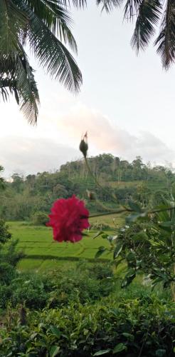 a bird flying over a field with a red flower at Rainforest Holiday Inn in Deniyaya