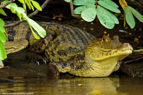 a large crocodile is sitting in the water at Natural Lodge Caño Negro in Caño Negro