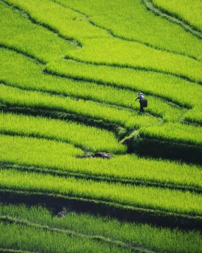 an aerial view of a field of green grass at PU LUONG BOUTIQUE GARDEN in Pu Luong