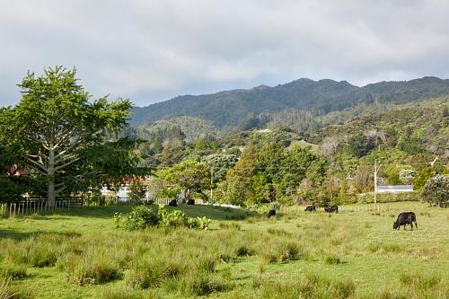 a group of cows grazing in a field of grass at Studio 40 in Coromandel Town