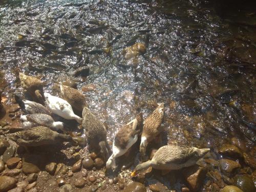 a flock of ducks swimming in the water at Dreams River view Homestay Coorg in Kushālnagar