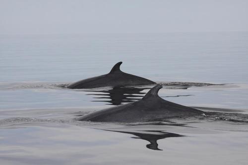 a group of dolphins swimming in the water at Hôtel Motel Le Beluga in Tadoussac