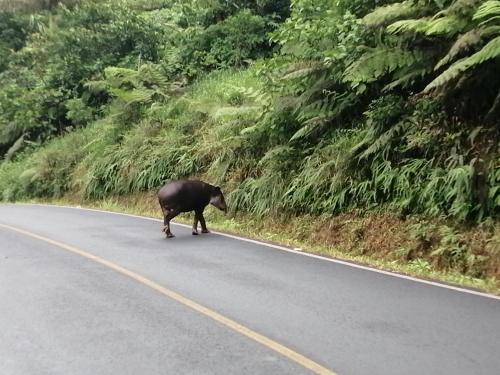 a bear crossing the road in the middle of the road at Cabinas Piuri in Rio Celeste