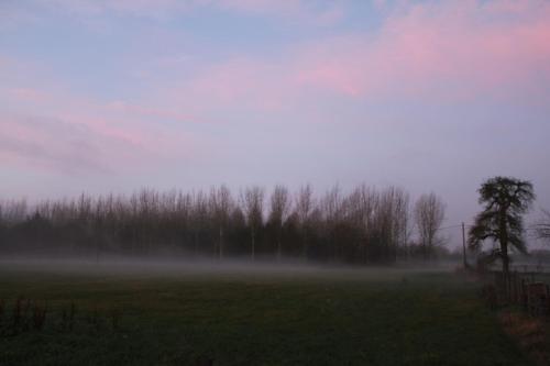 a foggy field with a tree and trees in the background at B&B Leybeeckhof in Holsbeek