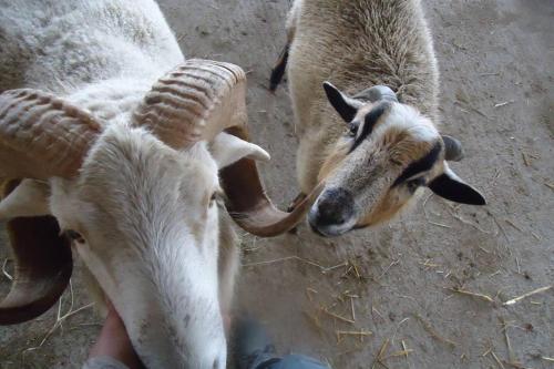 two goats standing next to each other on the ground at Sinnes Wandel Hof Serka in Grimma