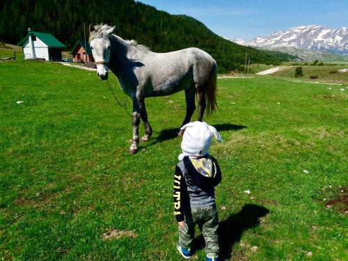 Gambar di galeri bagi Eco Village Pavlovic di Žabljak