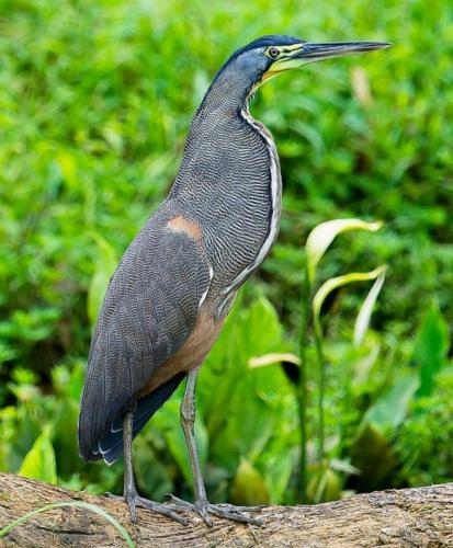 a bird standing on top of a rock at Four Monkeys Eco Lodge Jungle & Beach - The House in Cabo Matapalo