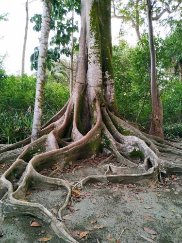 a tree with lots of roots on the ground at Four Monkeys Eco Lodge Jungle & Beach - The House in Cabo Matapalo