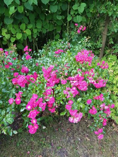 a bunch of pink flowers in a garden at 4B Österlen Bed & Breakfast in Tomelilla