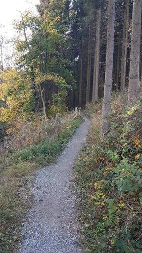 un chemin de terre dans une forêt arborée dans l'établissement Ferienwohnung Müller, à Bestwig