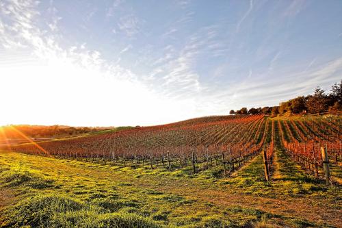 a field of vineyards with the sun in the background at 3 Mi to Golf and Wineries Arroyo Grande Home! in Arroyo Grande
