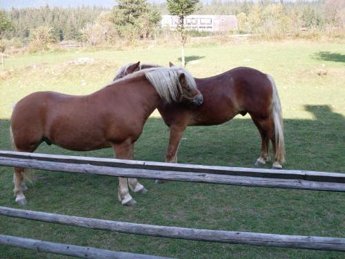 two horses standing next to each other in a field at Wellness Penzion u Michala in Zuberec