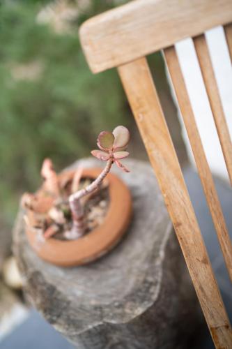 a small plant sitting on top of a wooden chair at Kogman & Keisie Guest Farm in Montagu