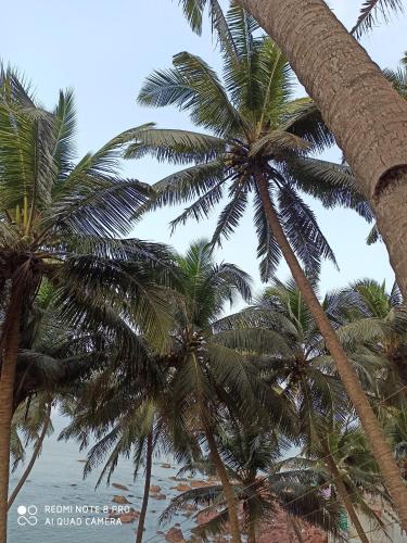 a group of palm trees on the beach at Om Ganesh Naik Guest House in Arambol