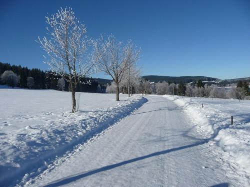 a snow covered road with two trees in the middle at Bio- und Wellnesshotel Alpenblick in Höchenschwand