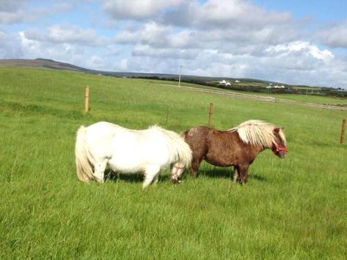two ponies standing in a field of grass at Ceol na dTonnta in Doolin