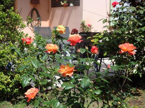 a group of flowers in front of a house at Montelife in Montevideo