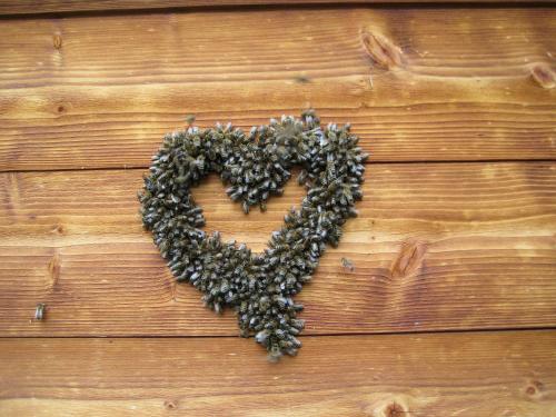 a heart on a wooden wall with a pile ofnutsigunigunigunigunigun at Das Haus Kunz in Imsterberg
