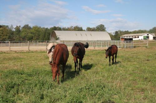 three horses walking in a field of grass at Agriturismo Fano's Farm in Suno