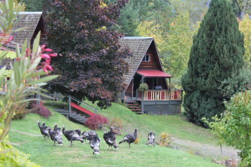 a group of birds walking in the grass in front of a house at Sunny Bluffs Chalets in Kaslo