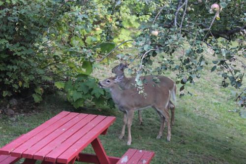 a deer standing in the grass next to a picnic table at Sunny Bluffs Chalets in Kaslo