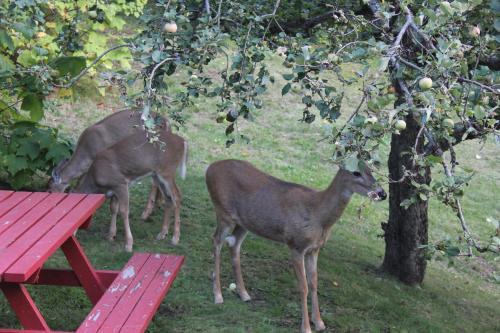 zwei Hirsche stehen im Gras neben einem Picknicktisch in der Unterkunft Sunny Bluffs Chalets in Kaslo