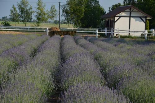 Galeriebild der Unterkunft Zielone Zacisze in Murzynowo Kościelne
