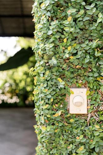 a ivy covered wall with a box on it at Ping Pool Villa 2 in Mae Rim