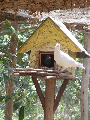 Binatang di homestay atau berdekatan