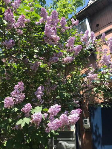 a tree with purple flowers in front of a house at Shabby House in Sapporo