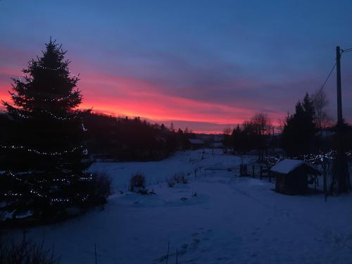 a christmas tree in a snowy field with a sunset at Noclegi Nad Potokiem in Czarna