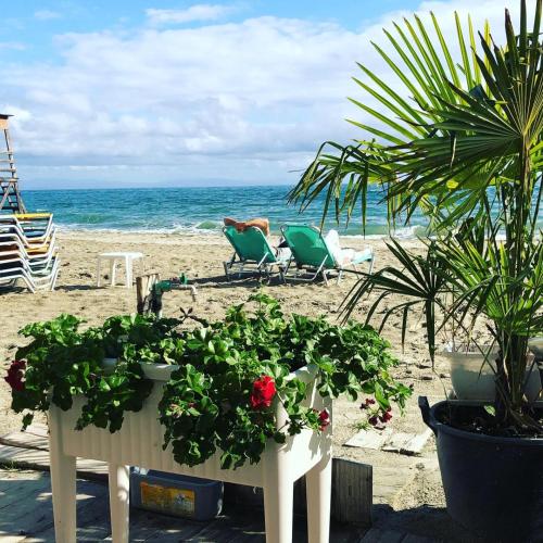 a beach with some plants and chairs and the ocean at Dion Hotel in Paralia Katerinis