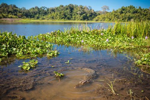 a body of water with plants in the water at Cat Tien Jungle Lodge in Cat Tien