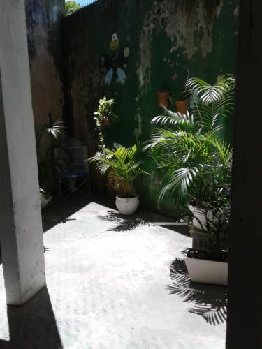 a group of potted plants sitting on a patio at CASACOMPART itapuã in Salvador