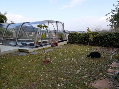 a black cat laying in the grass next to a greenhouse at Naomi's in Rosh Pinna