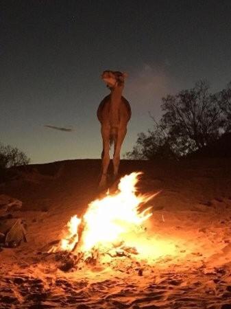 Επισκέπτες που μένουν στο Desert Camp Laila