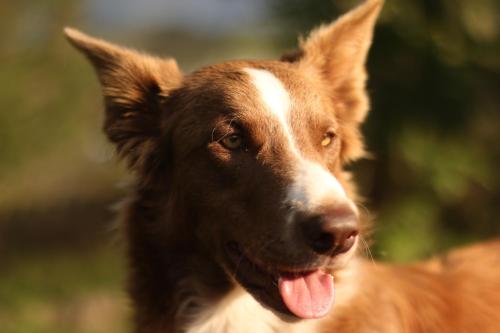 a brown and white dog with its tongue out at Buriti EcoH RNT56521, via Termales Santa Rosa de Cabal in Santa Rosa de Cabal