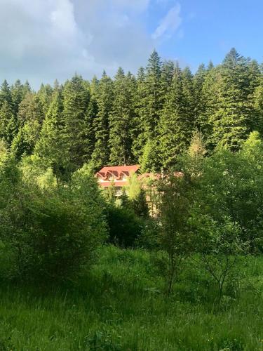 a house in the middle of a forest of trees at Вілла Лісова комфорт in Skhidnitsa