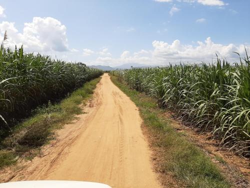 a dirt road in a field of corn at Elephant Lodge in Udawalawe