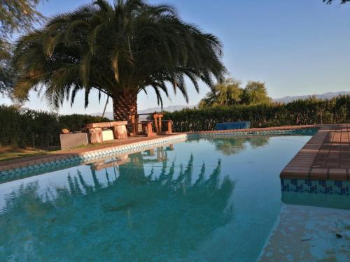 a large swimming pool with a palm tree in the background at Blye Uitsig in Oudtshoorn