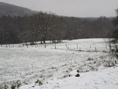 a snow covered field with a fence and trees at kleinHOTEL Steinau-Rabenstein GbR in Steinau an der Straße