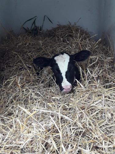 a black and white calf laying in hay at kleinHOTEL Steinau-Rabenstein GbR in Steinau an der Straße