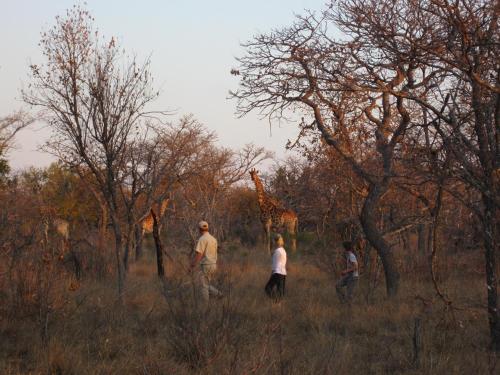 a group of people walking in a field with a giraffe at Jembisa Bush Home in Melk River