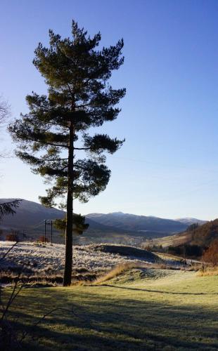 a pine tree in the middle of a field at Woodland Gean Lodge in Killin