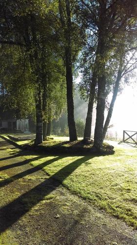 a group of trees in a grass field at Woodland Chestnut Lodge in Killin