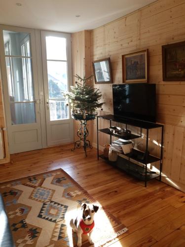 a dog sitting on a rug in a living room at LE 41 AVENUE FOCH in Luchon