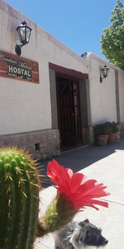 Cardones de Molinos – Photos 3